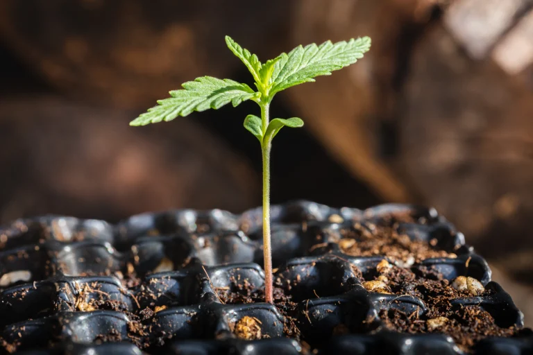 Young cannabis seedling growing in soil before the vegetative stage