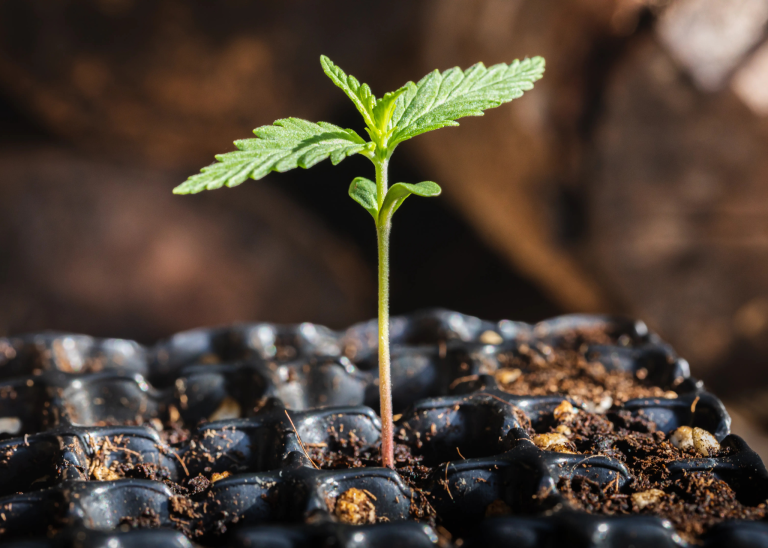 Young cannabis seedling growing in soil during the early feeding stage