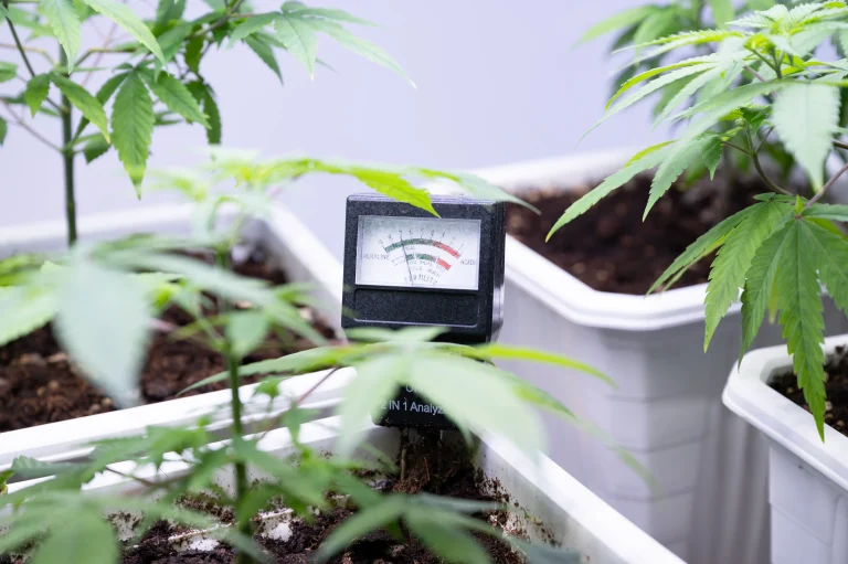 pH meter testing cannabis soil around young plants in pots
