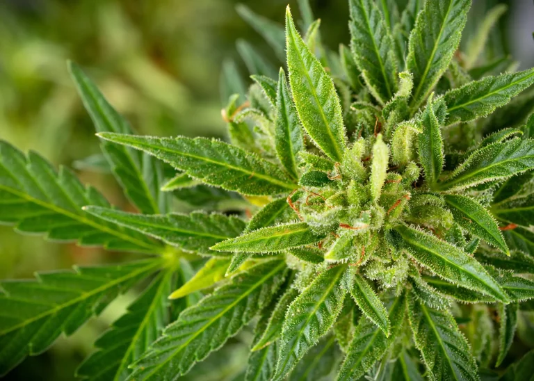 Healthy cannabis flower and green leaves grown with veganic nutrients