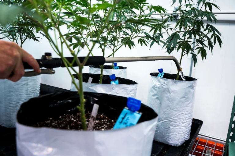 Grower watering cannabis plants in fabric pots during a veganic feeding schedule