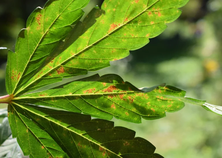 Cannabis leaves with brown spots and discoloration showing possible signs of nutrient deficiencies