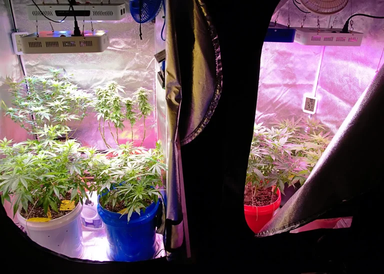Indoor cannabis grow tent with multiple plants under LED grow lights and ventilation fans