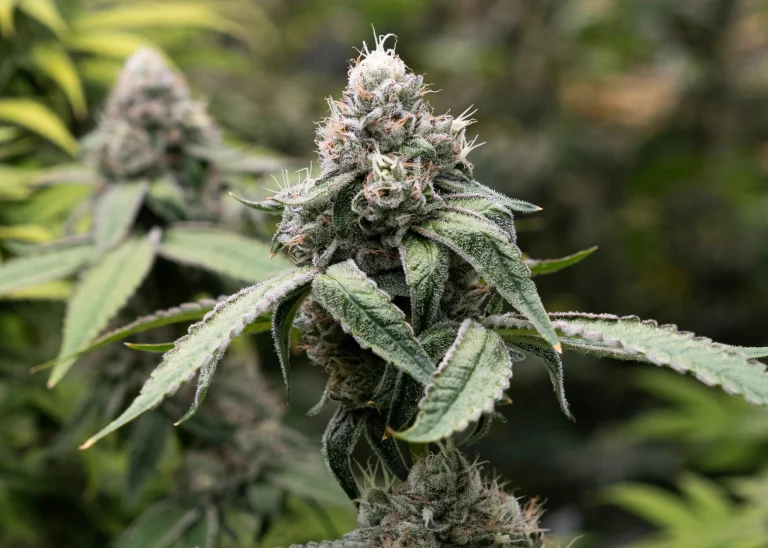 Close-up of a cannabis flower covered in resinous trichomes during the flowering stage