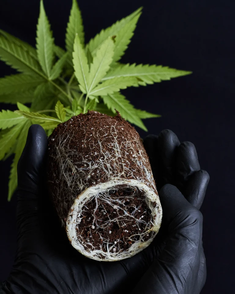 Healthy cannabis root system with dense white roots visible around the root ball
